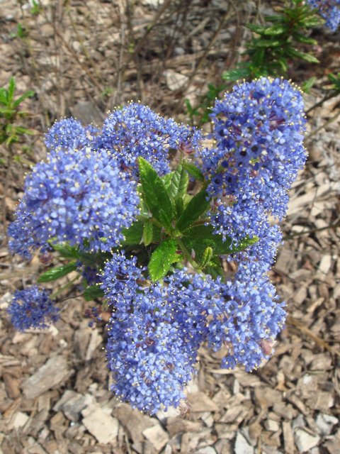 Ceanothus hybride 'Concha'